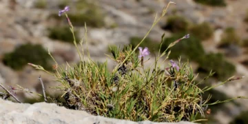 Nesli tükenmekte olan endemik Kıbrıs karanfili ve Medoş laleleri çoğaltıldı