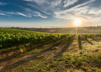 farm land during sunset