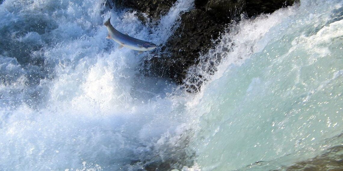 Göçmen tatlı su balığı popülasyonu, 1970’lerden bu yana yüzde 80’den fazla azaldı