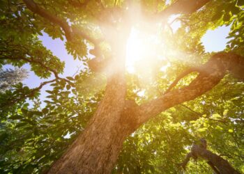 World Weather Attribution: Nisan ayındaki aşırı sıcakların tek nedeni iklim değişikliği