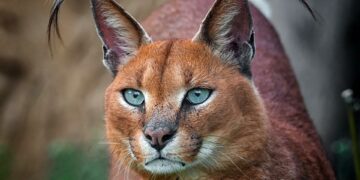 2024 Yaşayan Gezegen Raporu: Yaban hayatında yüzde 95’e varan düşüşler yaşandı