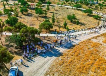 Kıbrıs’ın çölleşme riski altındaki tarım arazilerine kuraklığa dayanıklı ağaçlar ve aromatik bitkiler dikiliyor