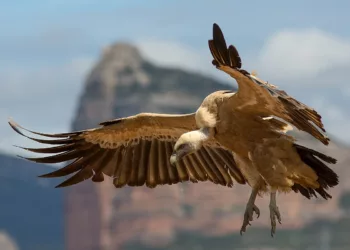 Kıbrıs’taki Popülasyonu Güçlendirmek İçin15 Akbaba Daha Adaya Ulaştı