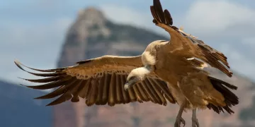 Kıbrıs’taki Popülasyonu Güçlendirmek İçin15 Akbaba Daha Adaya Ulaştı