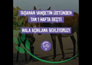 14 Eşeğin Katledilmesi: “Konun Kapatılmasından Ciddi Endişe Duyuyoruz”