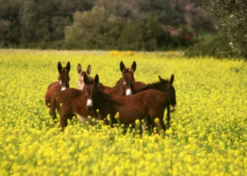 Vahşice Katledilen Eşeklerle İlgili 4 Kişi Tutuklandı