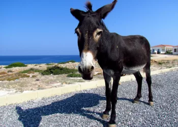 “Normalleştirilmiş Çirkef Yatağı Sadece İnsanlar İçin Değil Hayvanlar İçin De Yaşamayı Olanaksız Hale Getiriyor”