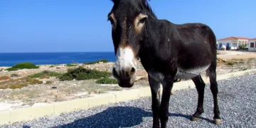 “Normalleştirilmiş Çirkef Yatağı Sadece İnsanlar İçin Değil Hayvanlar İçin De Yaşamayı Olanaksız Hale Getiriyor”