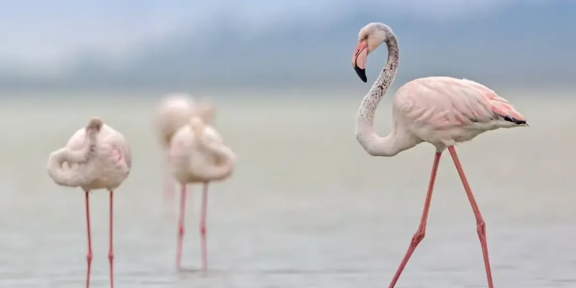 Kıbrıs’taki Flamingo Sayısı Tarihin En Düşük Seviyesine İndi