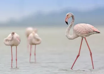 Kıbrıs’taki Flamingo Sayısı Tarihin En Düşük Seviyesine İndi