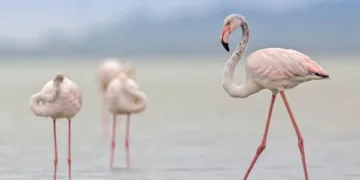Kıbrıs’taki Flamingo Sayısı Tarihin En Düşük Seviyesine İndi