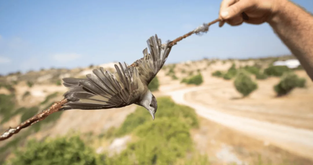 BirdLife Kıbrıs : 620 Bin Yabani Kuş Tuzağa Düşürüldü Ve Öldürüldü