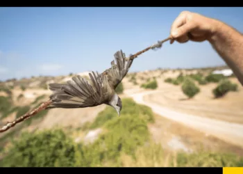 BirdLife Kıbrıs : 620 Bin Yabani Kuş Tuzağa Düşürüldü Ve Öldürüldü