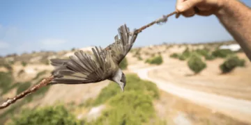 BirdLife Kıbrıs : 620 Bin Yabani Kuş Tuzağa Düşürüldü Ve Öldürüldü