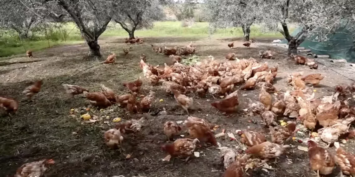 “Emekli” Tavuklar Kıbrıs Zeytinliklerinde “Çalışıyor”