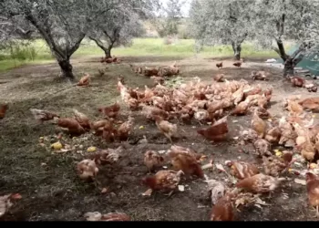 “Emekli” Tavuklar Kıbrıs Zeytinliklerinde “Çalışıyor”