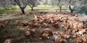 “Emekli” Tavuklar Kıbrıs Zeytinliklerinde “Çalışıyor”