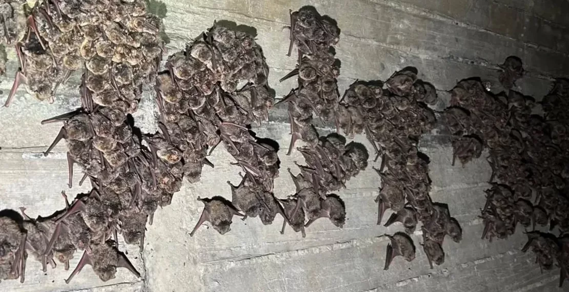 Bilim İnsanları İlk Kez Kıbrıs’ta Göç Eden Yarasalar Tespit Etti