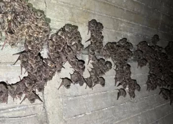 Bilim İnsanları İlk Kez Kıbrıs’ta Göç Eden Yarasalar Tespit Etti