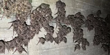 Bilim İnsanları İlk Kez Kıbrıs’ta Göç Eden Yarasalar Tespit Etti
