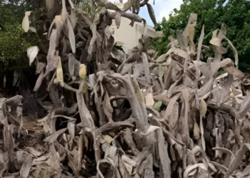 Babutsalar Yok Olma Tehlikesiyle Karşı Karşıya