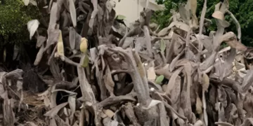 Babutsalar Yok Olma Tehlikesiyle Karşı Karşıya