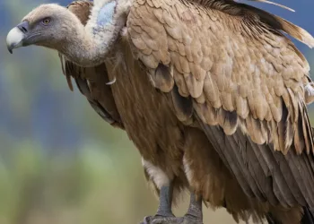 Kıbrıs’ta Nesli Tükenmekte Olan Bir Akbaba Daha Ölü Bulundu