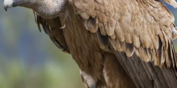 Kıbrıs’ta Nesli Tükenmekte Olan Bir Akbaba Daha Ölü Bulundu
