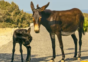 Avtepe Muhtarı Eşekleri Hedef Gösterdi: “Bir Tanesi Bile Kalmasın”