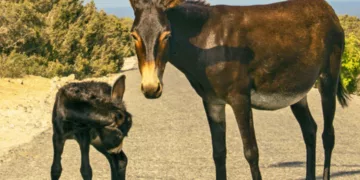Avtepe Muhtarı Eşekleri Hedef Gösterdi: “Bir Tanesi Bile Kalmasın”
