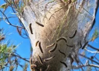 KEMA Vakfı: Binlerce Ağaç Kurudu, Tarım Bakanı İstifa Etmeli
