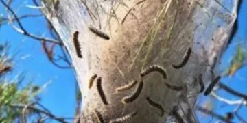 KEMA Vakfı: Binlerce Ağaç Kurudu, Tarım Bakanı İstifa Etmeli