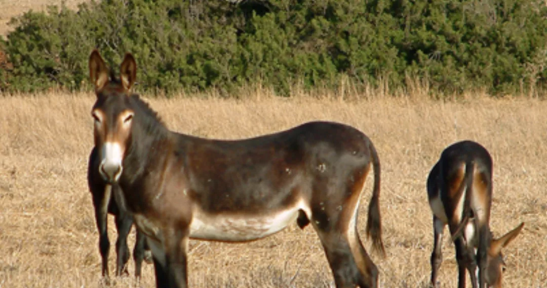 Eşek Katliamı Zanlılarına Ek Tutukluluk