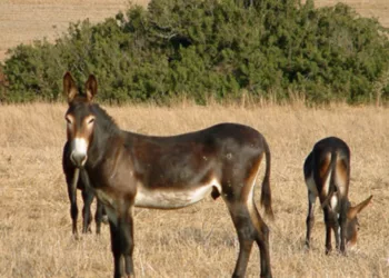 Eşek Katliamı Zanlılarına Ek Tutukluluk