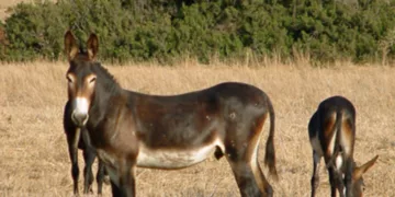 Eşek Katliamı Zanlılarına Ek Tutukluluk