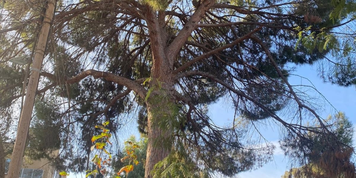 Bir Semtin Silinen Hafızası