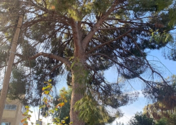 Bir Semtin Silinen Hafızası