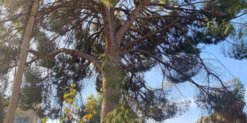 Bir Semtin Silinen Hafızası