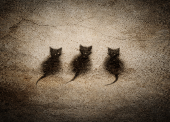 Kedi, Yavrularını Yemeğe Karar Verdiğinde, Onları Fareye Benzetirmiş!