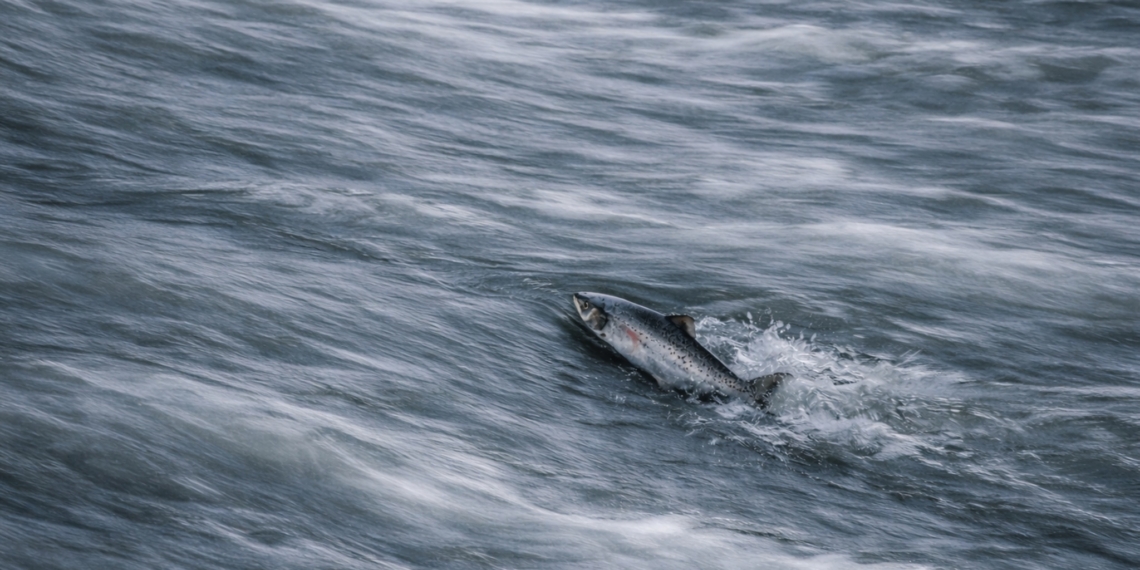 Güvenli Alanları Terk Ederken: Korkaklık mı, Cesaret mi?