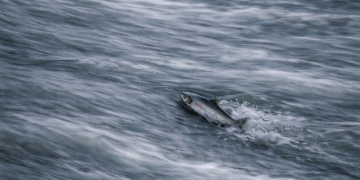 Güvenli Alanları Terk Ederken: Korkaklık mı, Cesaret mi?